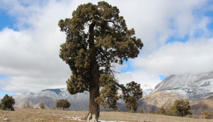 500 yıllık anıt ağaç ardıcın korunmaya alınması istendi