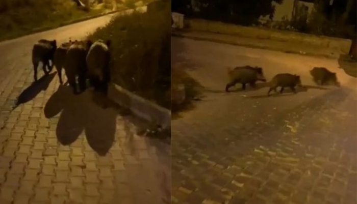 Aç kalan domuz sürüsü şehre indi
