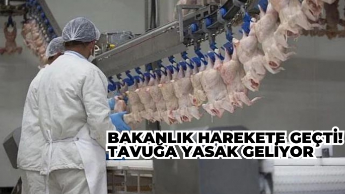 Bakanlık harekete geçti! Tavuğa yasak geliyor