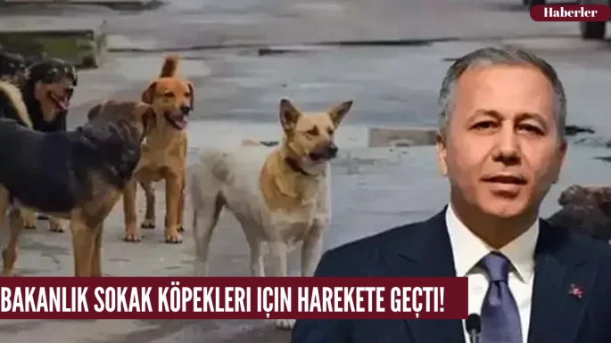 Bakanlık sokak köpekleri için harekete geçti!