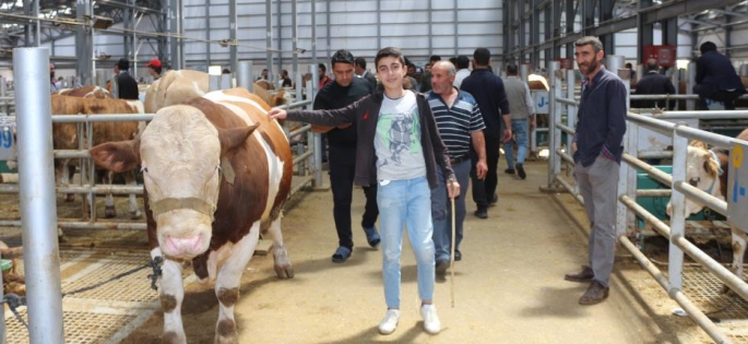 Canlı hayvan pazarında Kurban Bayramı öncesi yoğunluk arttı