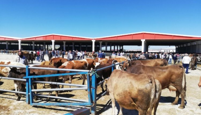 Doğu Anadolu’dan kurbanlık sevkiyatları başlıyor