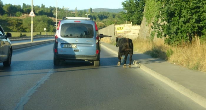 E-5 karayolunda kaçan boğayı yakalamak için ekipler seferber oldu