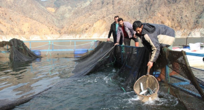 Erzurum Ayvalı Baraj Gölü'nde alabalık ve somon üretimi, balıkçıların yüzünü güldürüyor