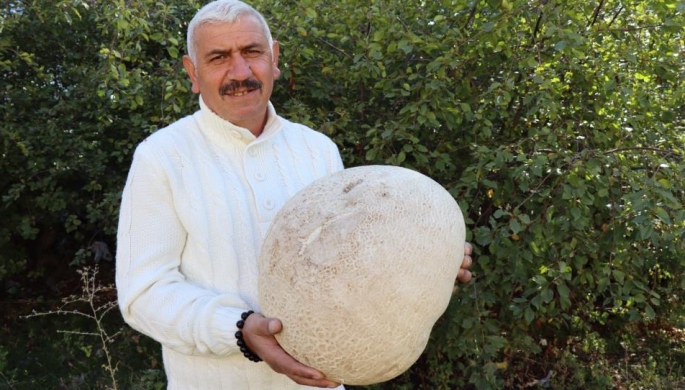 Erzurum'da 9 kiloluk mantar görenleri şaşırttı