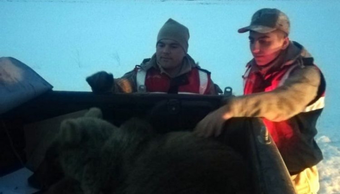Erzurum’da Buz tutan gölete düşen yavru ayıyı jandarma kurtardı 