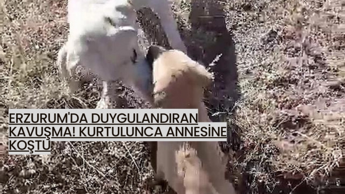 Erzurum'da duygulandıran kavuşma! Kurtulunca annesine koştu
