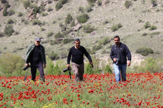 Erzurum'da Gelincikler görsel şölen oluşturdu