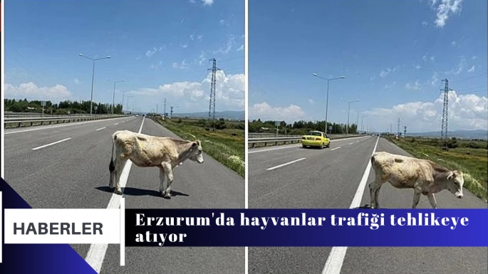 Erzurum'da hayvanlar trafiği tehlikeye atıyor