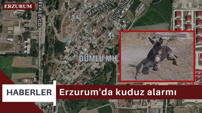 Erzurum'da kuduz alarmı