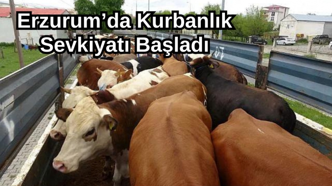 Erzurum’da Kurbanlık Sevkiyatı Başladı