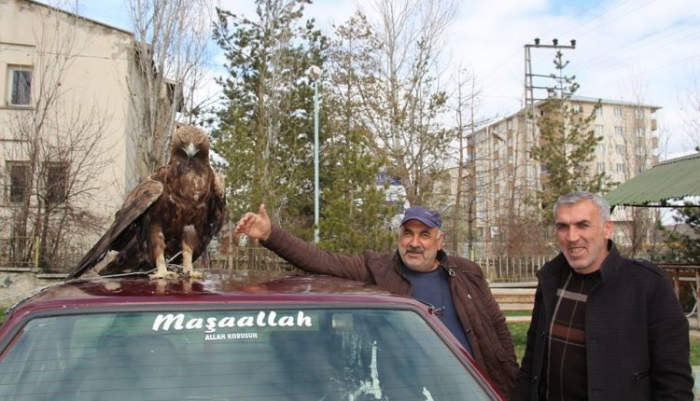 Erzurum’da Yaralı kartala sahip çıktılar 