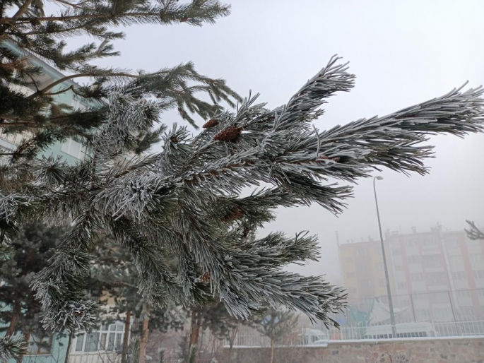 Erzurum’da yoğun sis görüş mesafesini düşürdü, ağaçlar kırağı tuttu