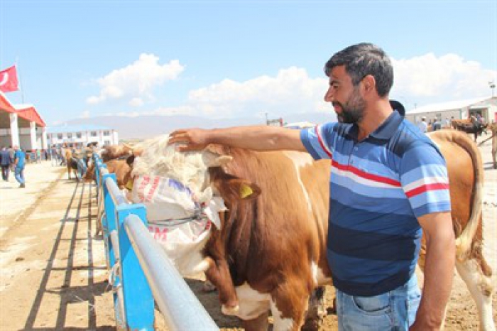 Erzurum’dan batıya kurbanlıklar görücüye çıkıyor