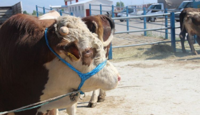 Erzurum’dan  kurbanlık sevkıyatları başladı 