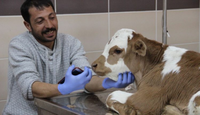 Erzurum Hayvan Hastanesi doğuya can kattı 