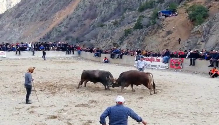 Erzurum İspir’de Boğa güreşlerinde heyecandan kalbi durdu 