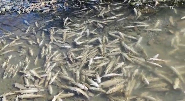 Erzurum Karasu'da yüzlerce balık telef oldu