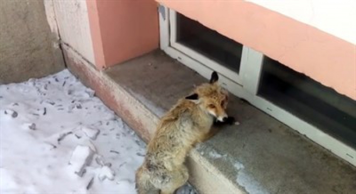 Erzurum'un ilçesinde köpeklerin saldırısına uğrayan tilki, okul bahçesine sığındı