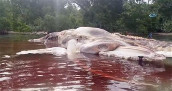 Gizemli yaratık! Boyu tam 15 metre bilim dünyası şokta!