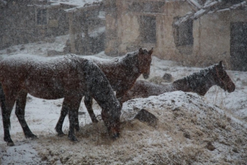 Erzurum'da Atların kar keyfi