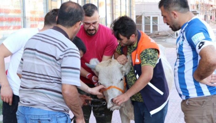 Kaçan kurbanlık boğa sahiplerini 20 kilometre peşinde koşturdu