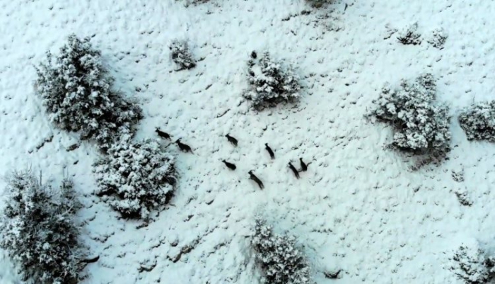 Karlı dağlarda yaban keçileri havadan görüntülendi