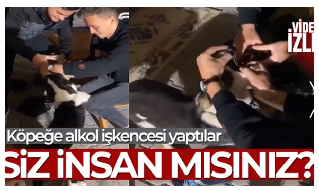 Köpeğe alkol işkencesi