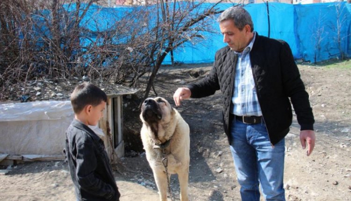 Köpek dile geldi; “Benim adım Ejder”