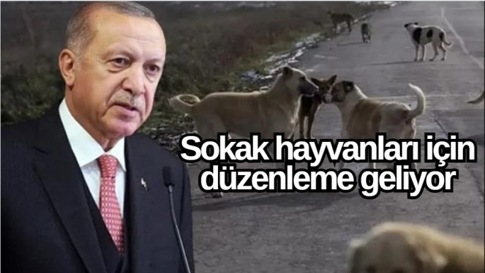 Sokak hayvanları için düzenleme geliyor