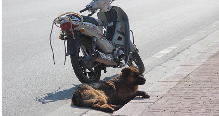 Vicdansızlar Köpeği motosiklete bağlayıp sürüklediler