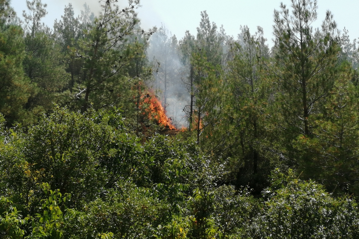 Tokat'ta orman yangını!